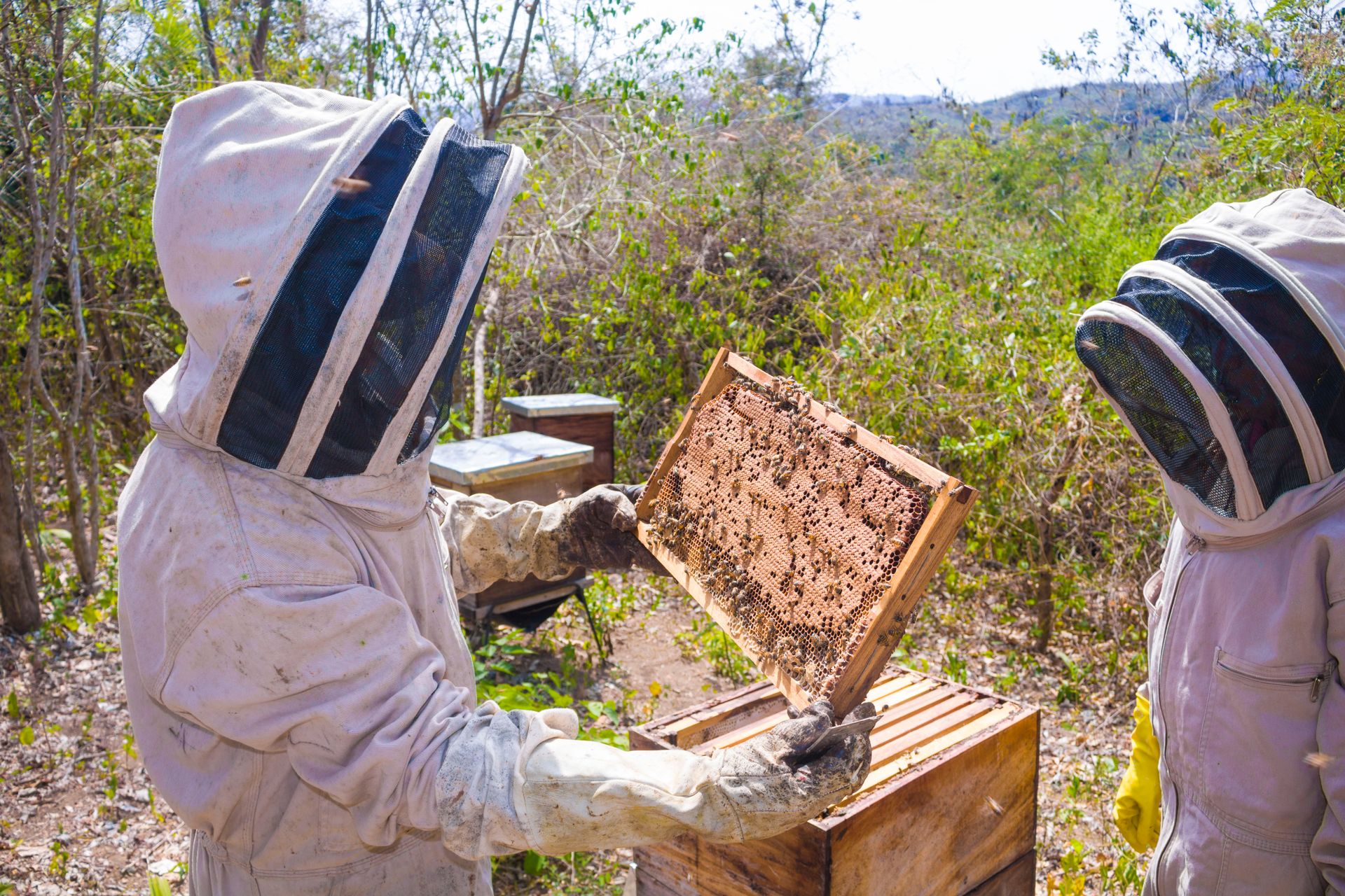 Two beekeepers in protective suits inspecting a honeycomb frame while keeping bees in a hillside apiary